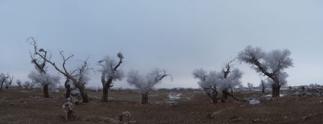 populus_euphratica-winter